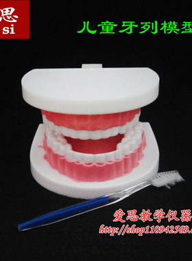 39052 儿童牙列模型 牙模型 中学生物仪器 科学实验器材 教学器材