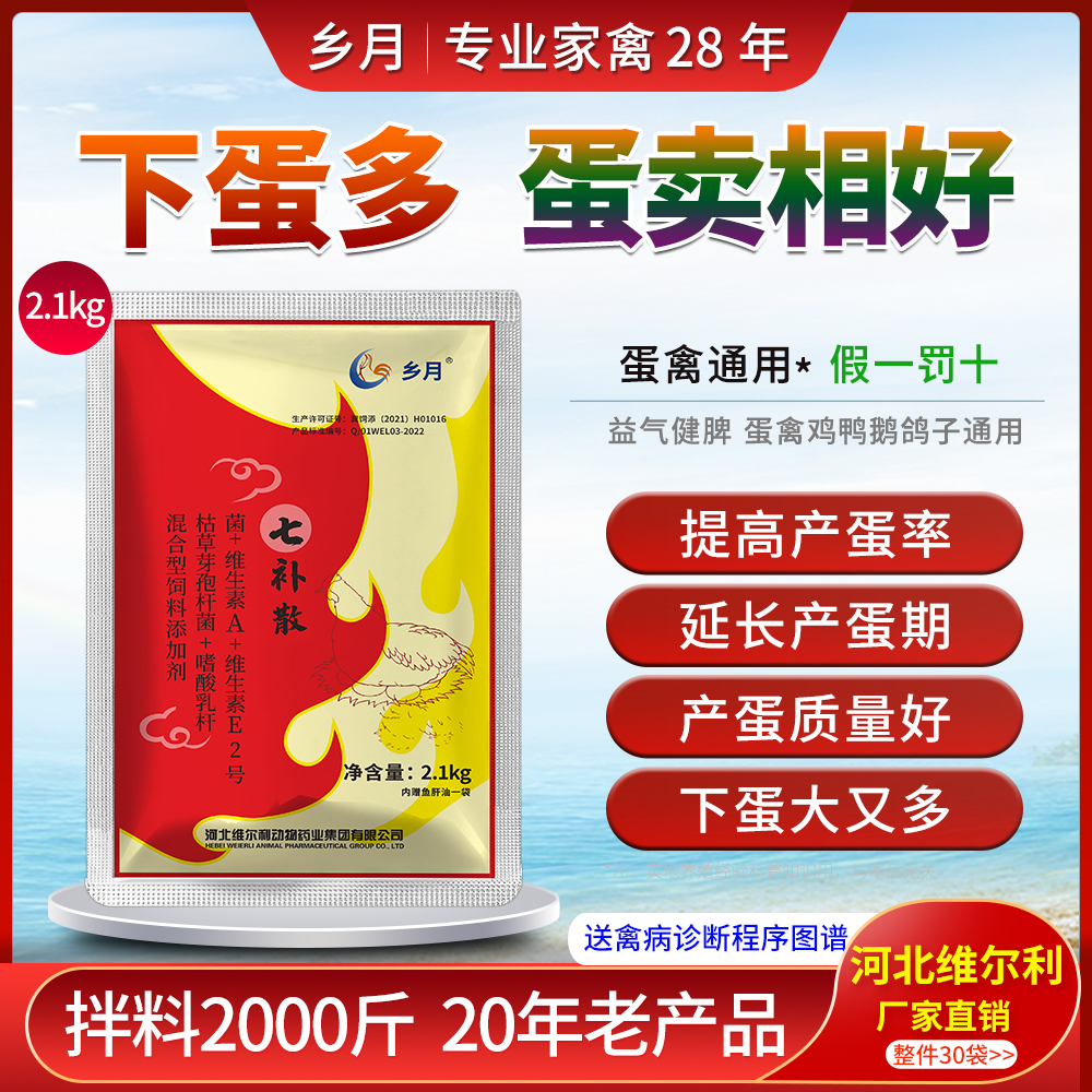 蛋鸡狂下蛋增蛋散家禽产蛋多又好