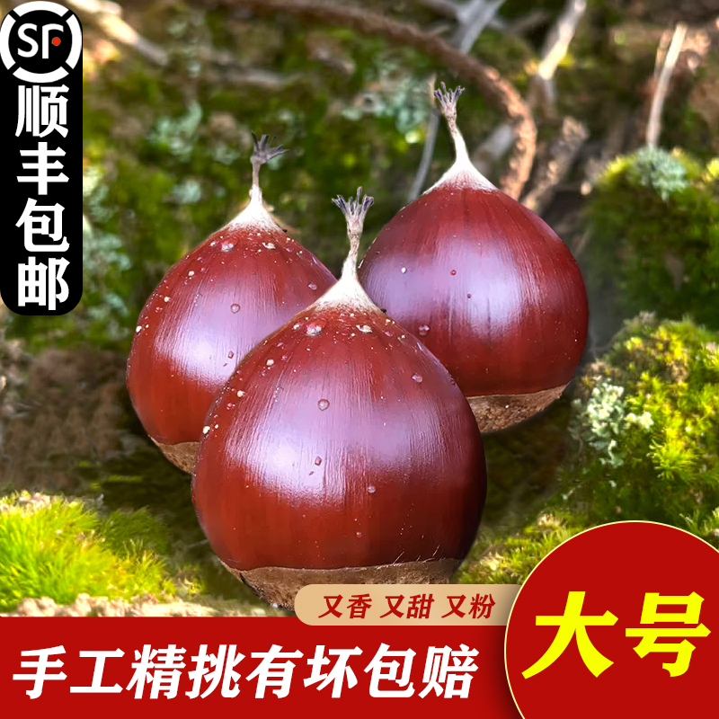 庆元锥栗生新鲜小板栗2025现摘尖栗高山油锥圆栗锥形栗建瓯毛栗子