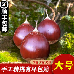 庆元锥栗生新鲜小板栗2025现摘尖栗高山油锥圆栗锥形栗建瓯毛栗子