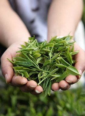 龙溪正宗绿茶250g毛尖高山绿茶