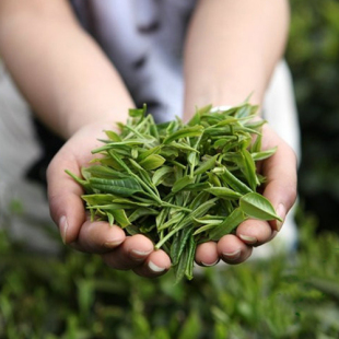 庆元 250g毛尖春茶 龙溪绿茶2025新茶正宗高山绿茶绿色食品茶叶散装