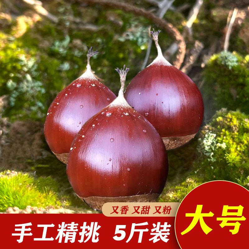庆元锥栗生新鲜小板栗2026现摘尖栗高山油锥圆栗锥形栗建瓯毛栗子