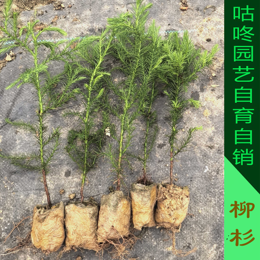 良种速生杉木苗 柳杉树苗  香杉苗糠沙木苗 泡杉树苗带杯带叶发货