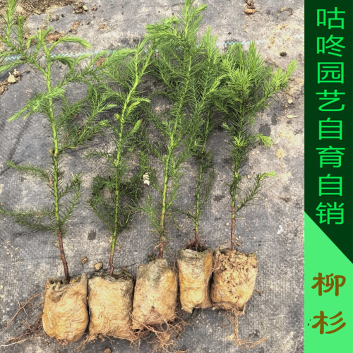 良种速生杉木苗 柳杉树苗  香杉苗糠沙木苗 泡杉树苗带杯带叶发货