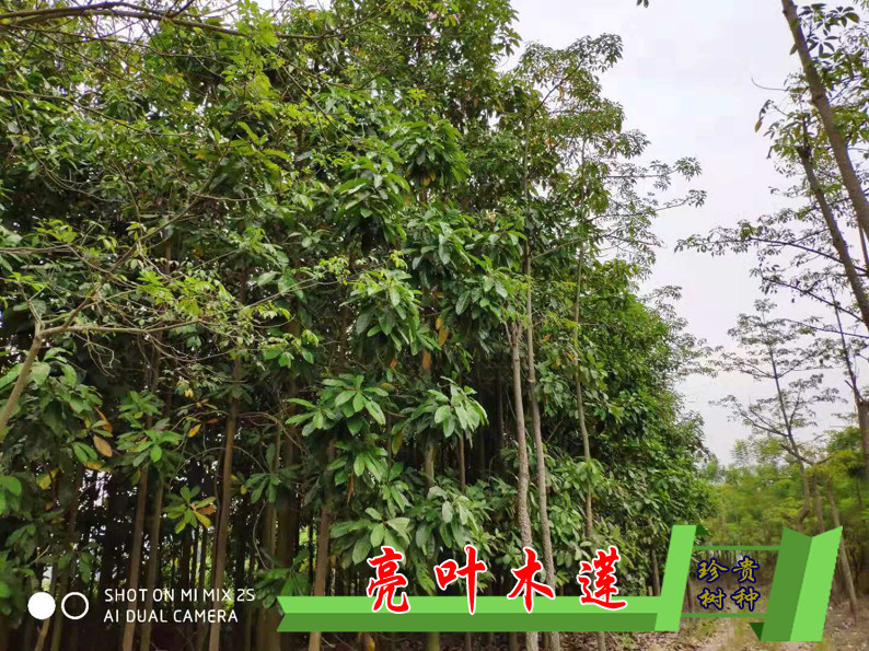 亮叶木莲树苗 木莲花 红花木莲树苗 珍稀树种 庭园高档别墅绿化