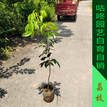 荔枝树苗嫁接无核桂味妃子笑白糖罂糯米糍荔枝苗南北方庭院种植
