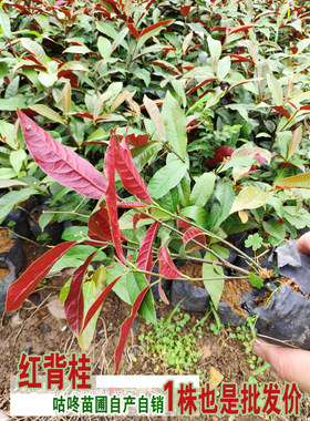 红背桂花树苗天竺桂桂树苗木50棵