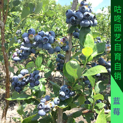 蓝莓广州一号薄雾果大汁多易养