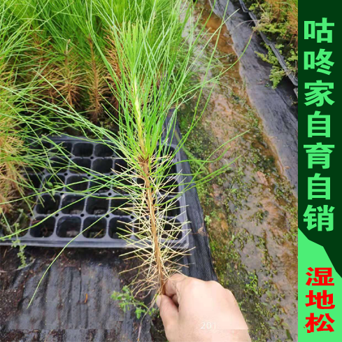 美国松 湿地松树苗 油松树苗  高油脂树苗 外国松 绿化复绿工程苗
