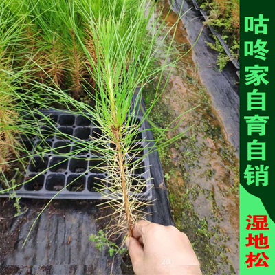 美国松 湿地松树苗 油松树苗  高油脂树苗 外国松 绿化复绿工程苗