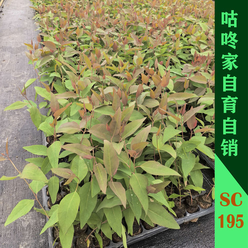 SC195桉树苗 速生桉树苗   抗紫斑抗焦枯 抗旱 抗台风 带杯发货