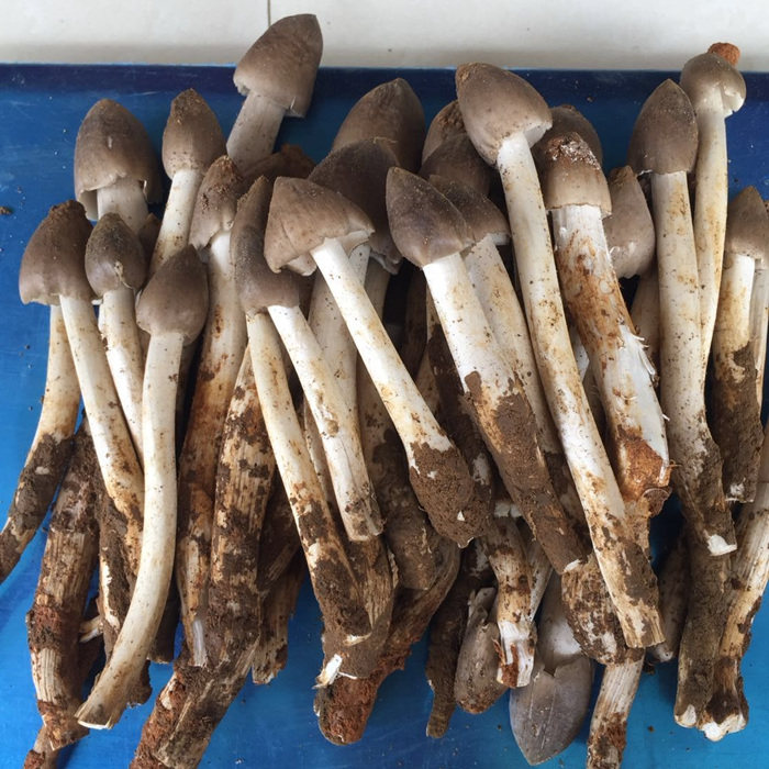 野生新鲜菌菇夏至菌荔枝菌鸡枞菌伞把菌鸡肉春六月白蚁三八菇雷子