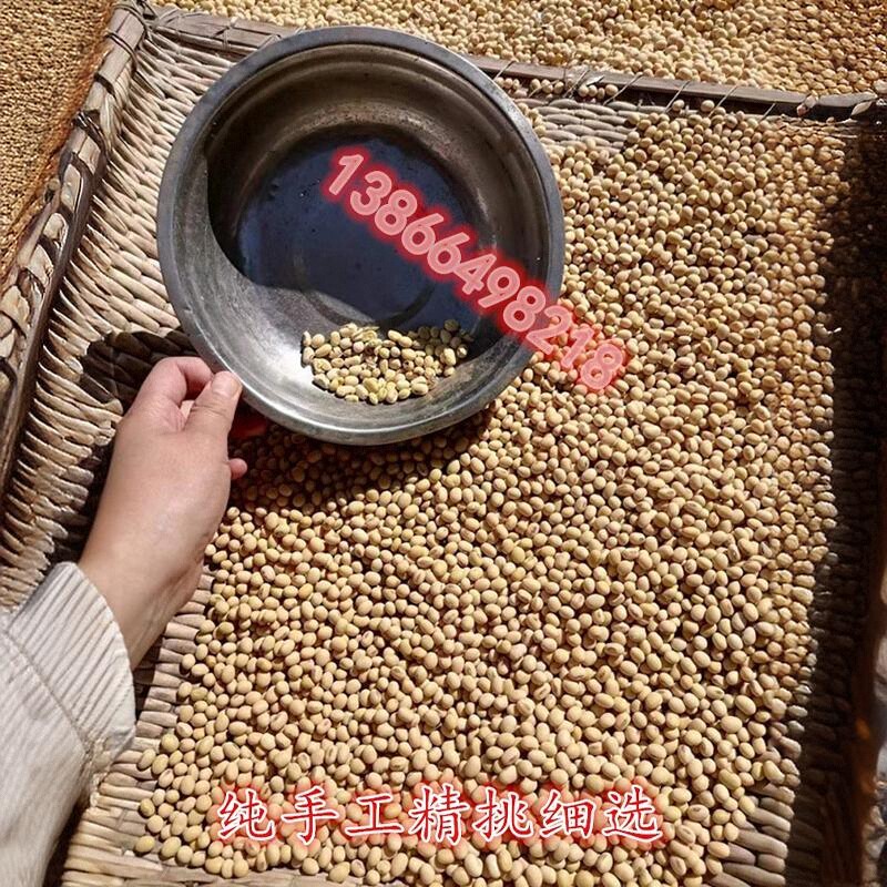 黄豆50斤非转基因2023新黄豆打豆浆豆花豆腐老品种黑脐