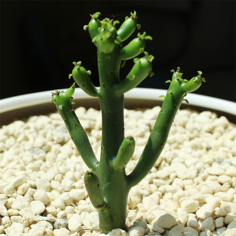 多肉植物组合绿色植物办公室盆栽 防辐射又名绿玉树【光棍树】