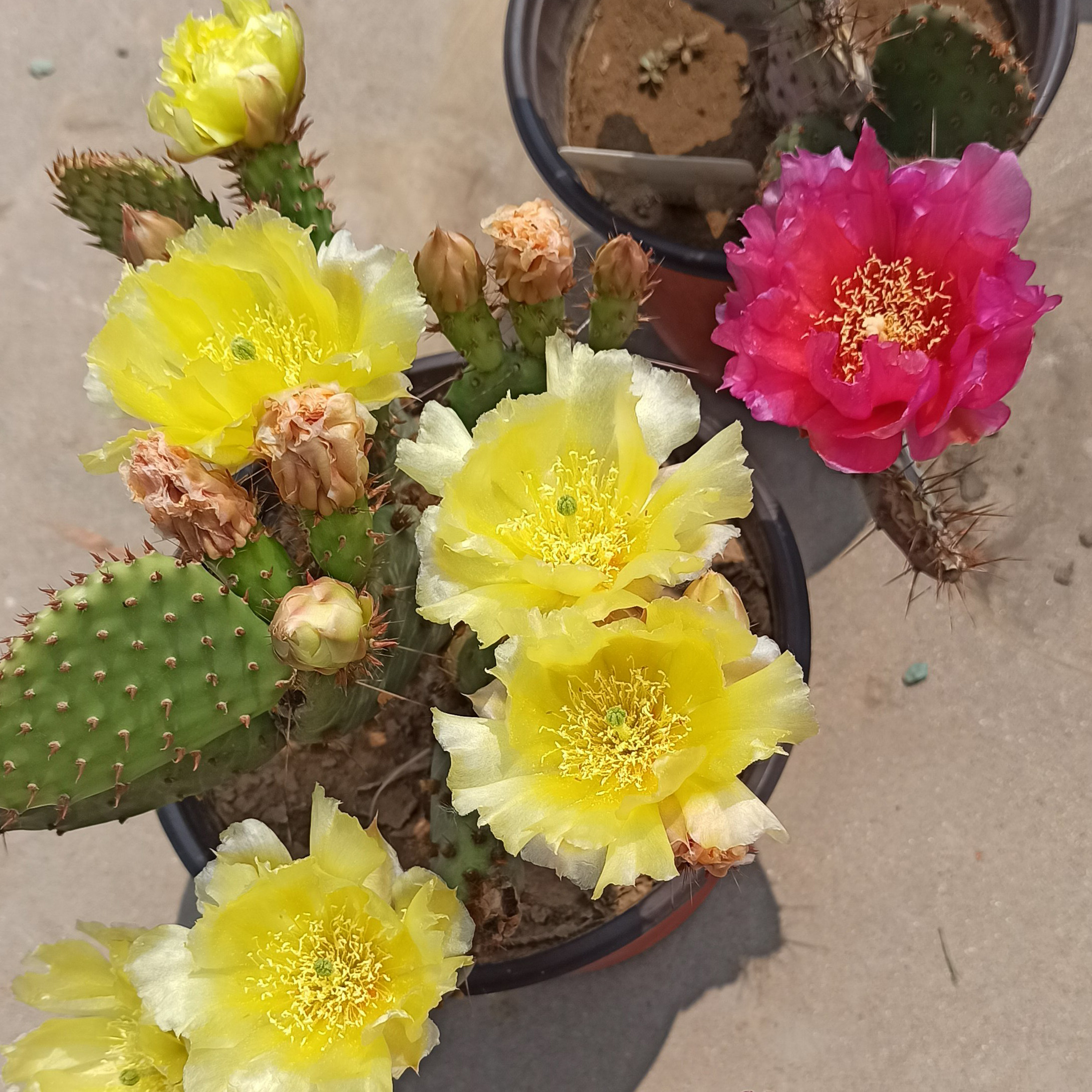 黄花aurea仙人掌易开花群开北方露天越冬 耐寒抗冻