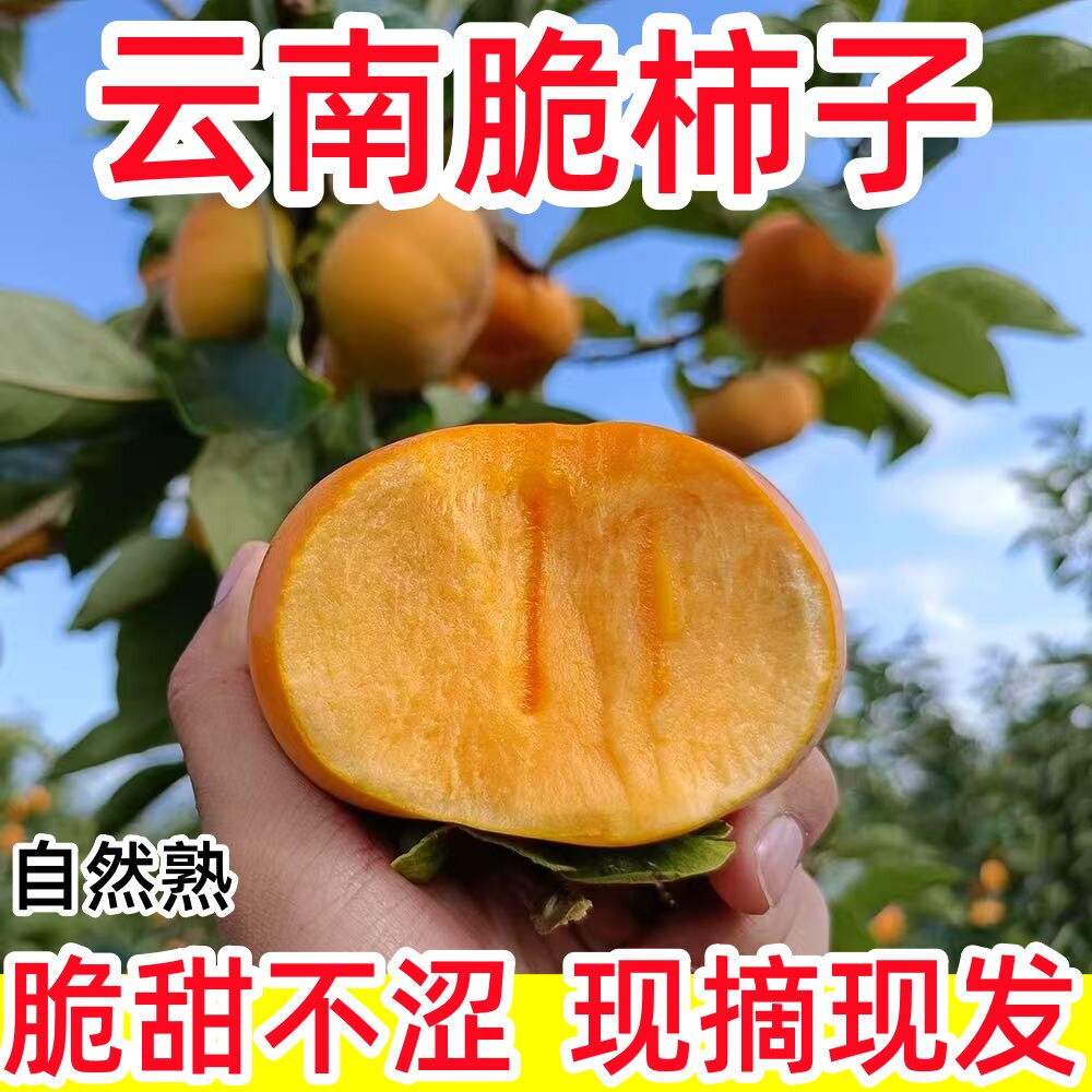 云南巧克力脆柿子冷冻水果5斤脆甜硬柿子应季脆皮柿子甜脆柿