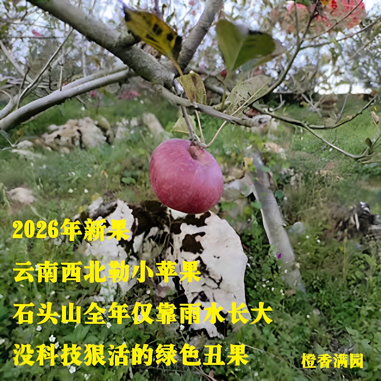 半野生云南蒙自小苹果丑当季整箱