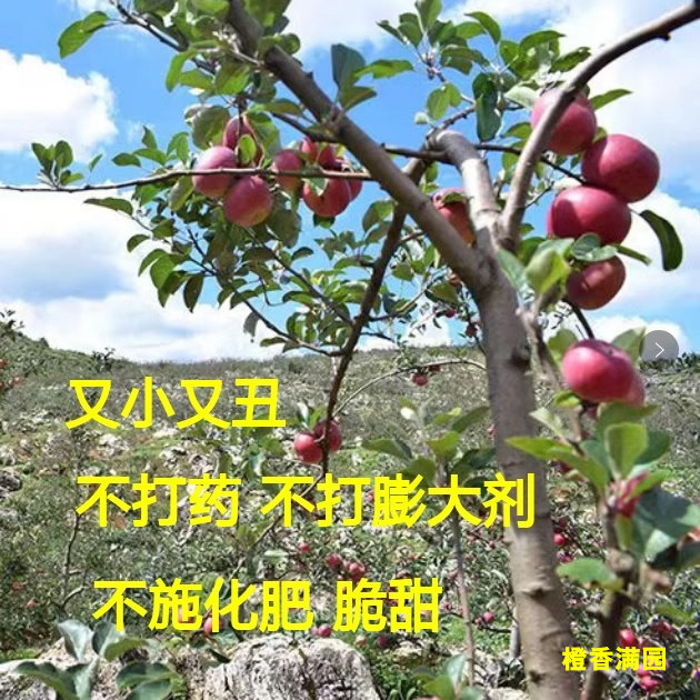 不打药半野生脆甜云南小苹果高原