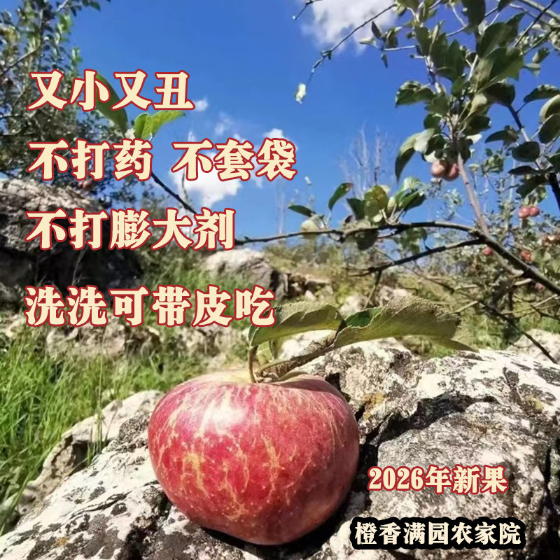 云南西北勒小苹果26年新果原生态