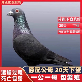 鸽子活物一对血统信鸽种鸽幼鸽赛鸽公棚成绩鸽活体黑金刚信鸽纯种