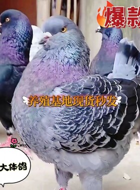 纯种元宝鸽子公母一对正宗特大体