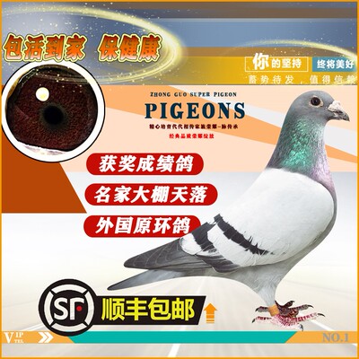 信鸽种鸽成绩鸽公棚特比天落鸟