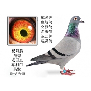 农村放养鸽子活体 宠物活鸽子包邮 信鸽 成绩鸽观赏鸽子天落鸽