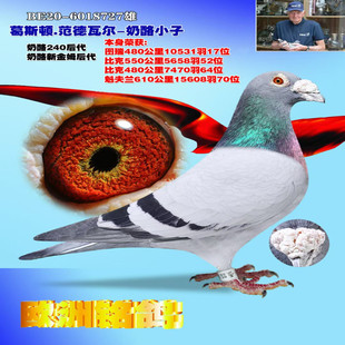 公棚鸽詹森大鼻子桑杰士利奥奶酪小子血统鸽比利时原环信鸽成绩鸽