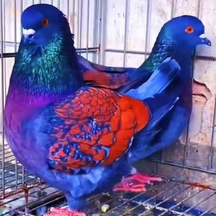 大体蓝麒麟肉鸽种鸽活体一对青年活物大体杂交摩登那鸽子受精蛋