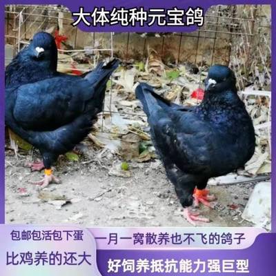 超大元宝鸽肉鸽活体包邮大体鸽子