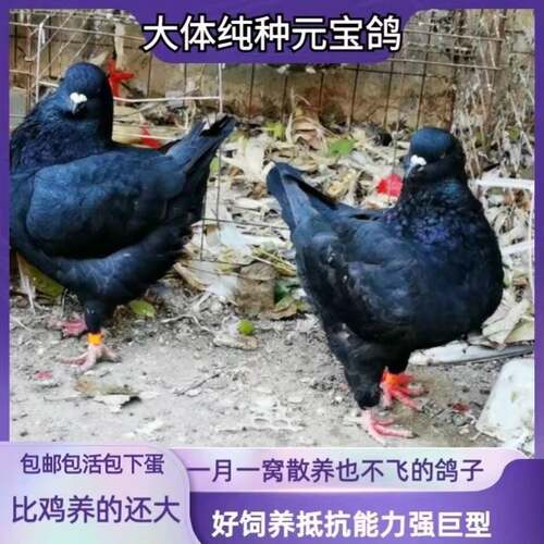超大元宝鸽肉鸽活体包邮大体鸽子