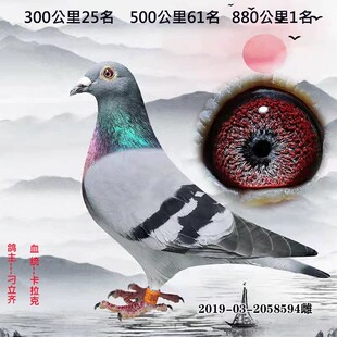 信鸽成绩鸽名家鸽特比环成绩鸽公棚成绩鸽比赛信鸽吴淞李鸟信鸽3