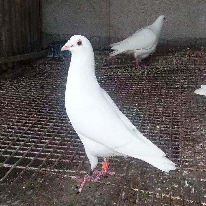 信鸽种鸽纯白信鸽鸽血统鸽成绩鸽