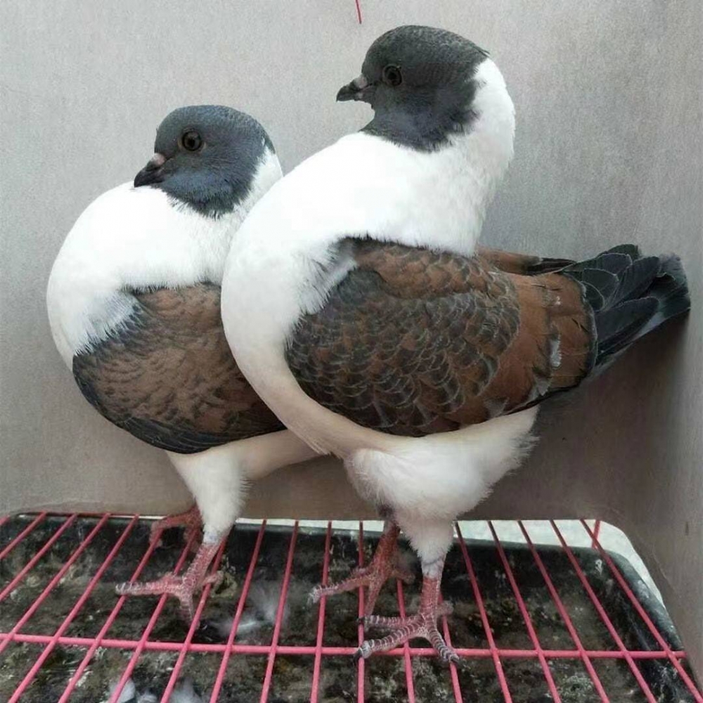 三色摩登那鸽子观赏鸽种鸽摩登