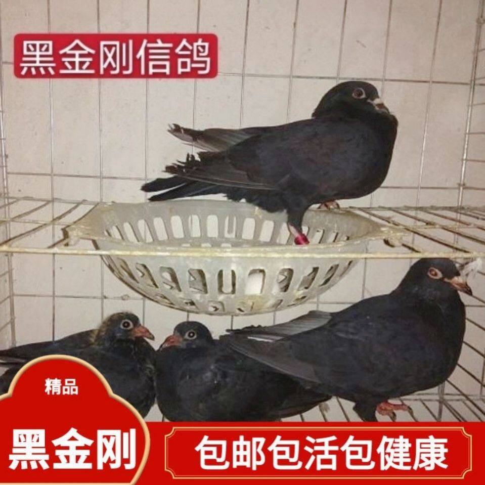 黑金刚信鸽血统鸽家飞赛鸽天落鸟
