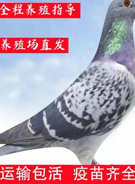 鸽子活一对信鸽活体肉鸽家养鸽赛