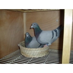 鸽子活一对瓦灰白色幼鸽种鸽李鸟吴淞杨阿腾特比公棚成绩信鸽赛鸽