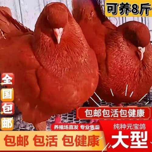元宝鸽子活公母一对纯种巨型大体种鸽幼鸽观赏宠物肉鸽包下蛋包邮