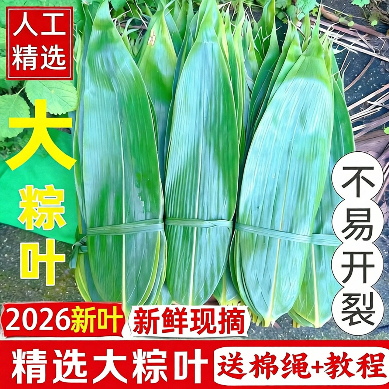 绿心浓现摘大号包粽子箬竹叶