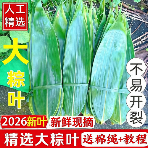绿心浓现摘大号包粽子箬竹叶