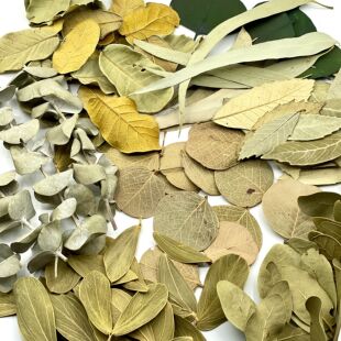 菩提叶天然真树叶圆形柏梨叶橱窗布置装饰干花标本花环叶子拍摄