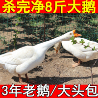 农家散养新鲜大鹅整只7斤8土鹅肉老鹅大白鹅冷冻非活体现杀笨鹅掌