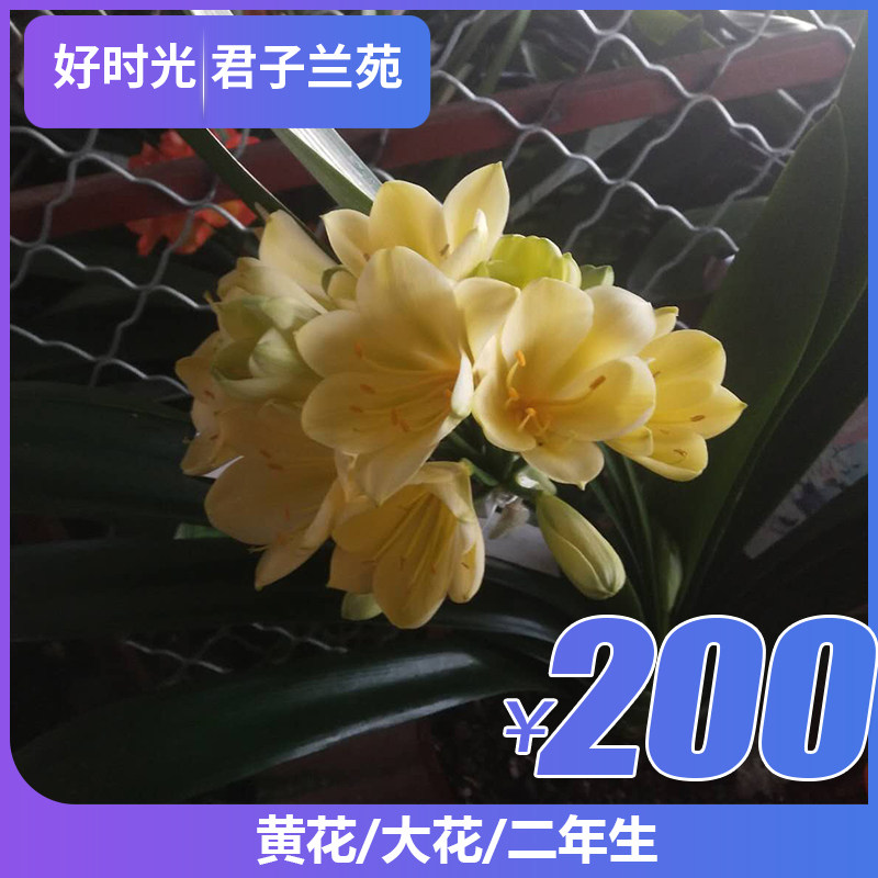 好时光兰苑黄花成品大黄花二年生