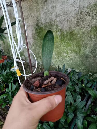 君子兰一年苗15棵