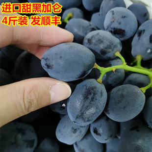 包邮 黑加仑提子4斤装 新鲜葡萄黑提当季 时令孕妇水果广东省内顺丰