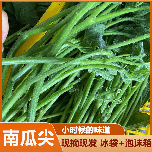 新鲜清甜南瓜苗现摘现发专吃藤茎嫩叶四季蔬菜南瓜苗南瓜藤南瓜蔓