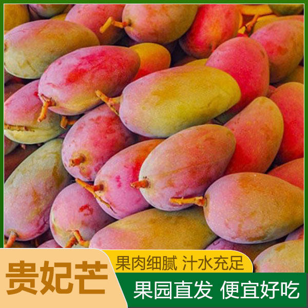 2024广西南宁特产树上熟贵妃芒果新鲜水果现摘现发香甜新鲜包邮