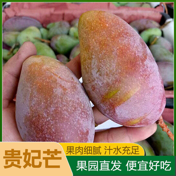 广西贵妃芒当季热带水果新鲜包邮现摘现发南宁红金龙芒果香甜