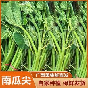 广西高山农家南瓜尖新鲜现摘时令蔬菜脆嫩南瓜芽极速发货新鲜瓜藤